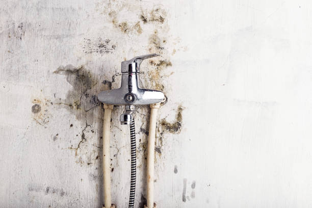 Mold Removal Process in Blountville, TN