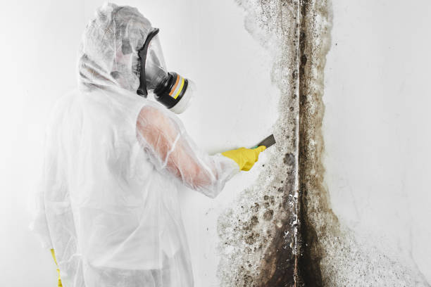 Best Residential Mold Removal  in Blountville, TN