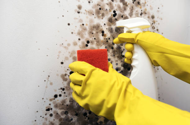 Best Crawl Space Mold Removal  in Blountville, TN