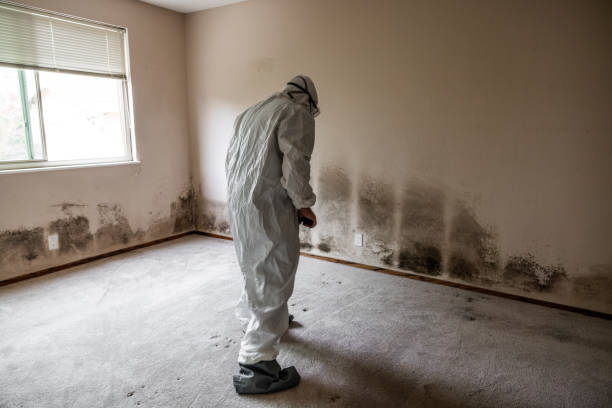 Best Mold Removal and Inspection  in Blountville, TN