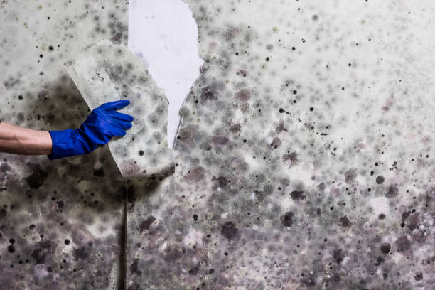 Office Mold Removal Services in Blountville, TN