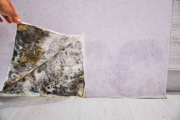 Best Mold Removal Process  in Blountville, TN